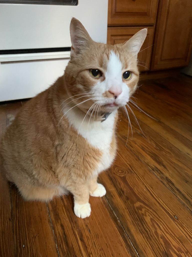 Indy Veterinary Care