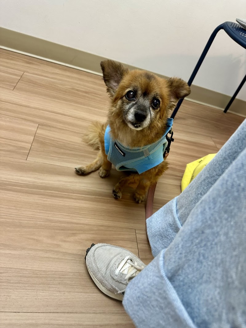 Indy Veterinary Care