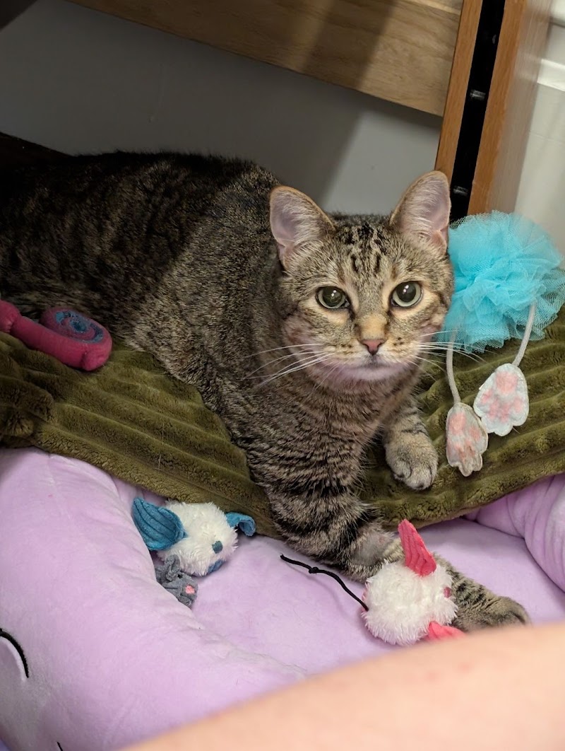 Gotham Veterinary Center