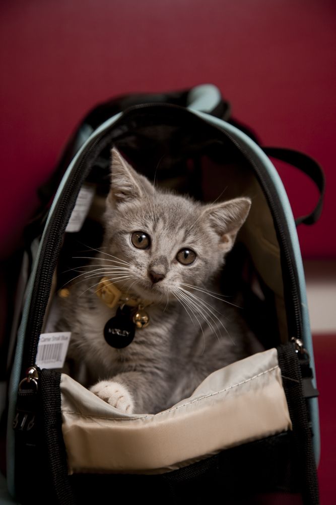 Gotham Veterinary Center