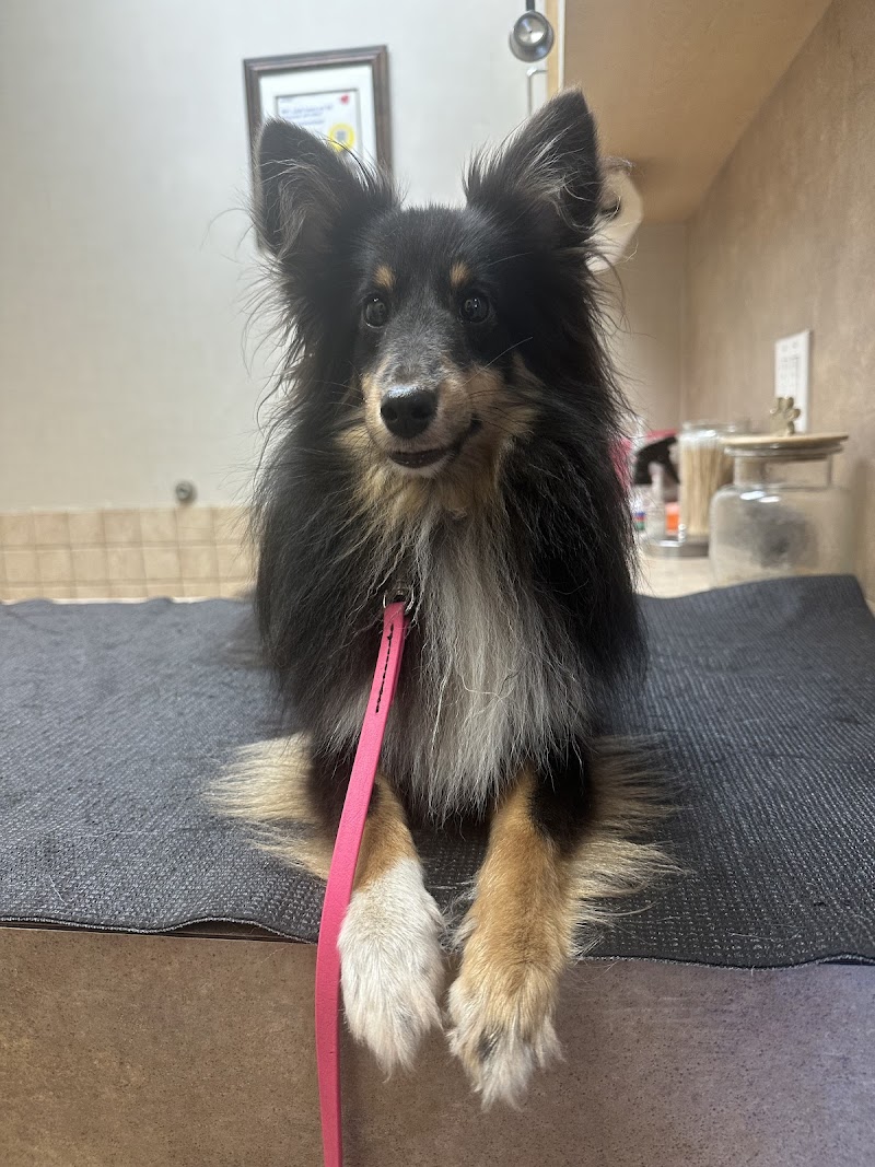 The Village Vet at Sterling Ridge