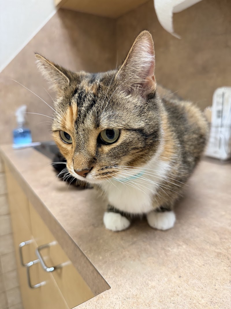 The Village Vet at Sterling Ridge