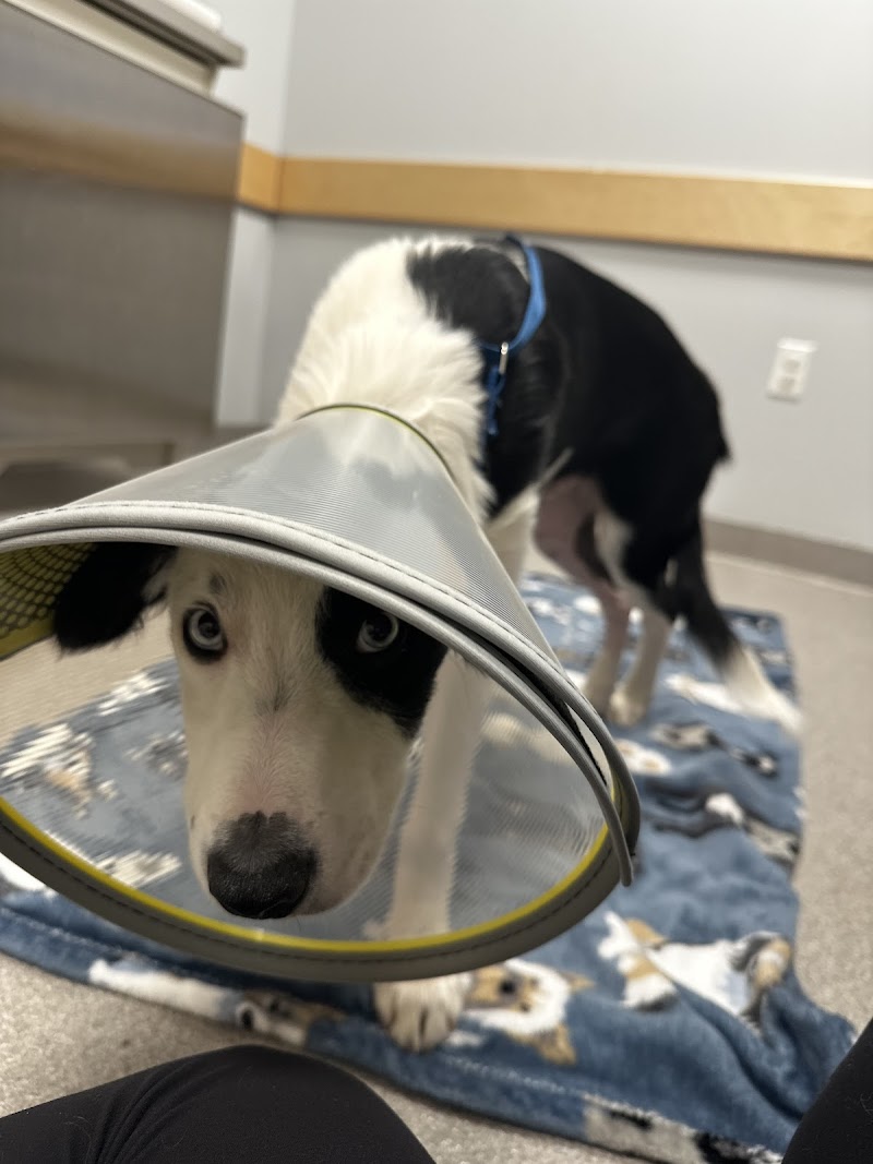 Veterinary Emergency & Specialty Hospital (VESH)