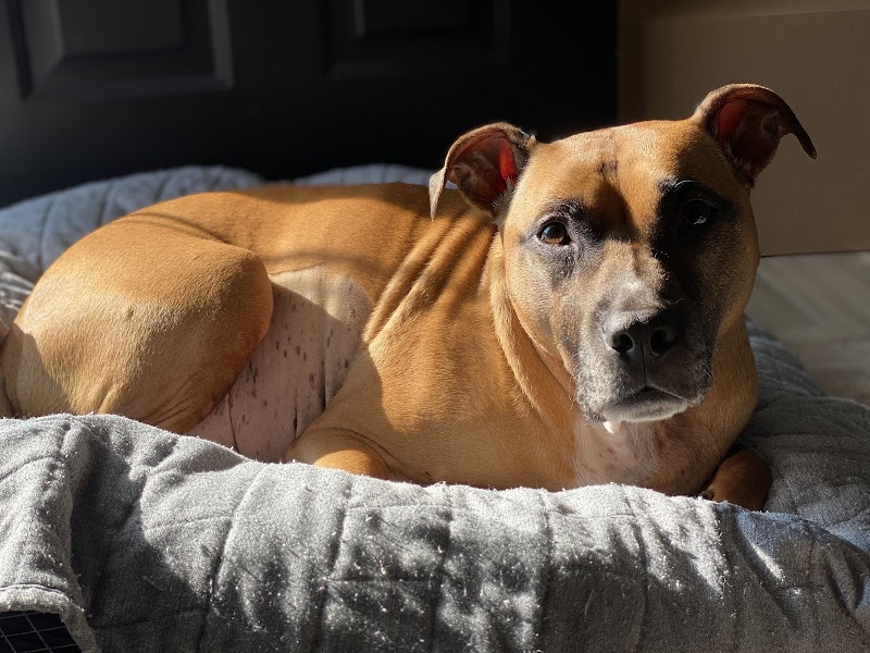 Wissahickon Creek Veterinary Hospital