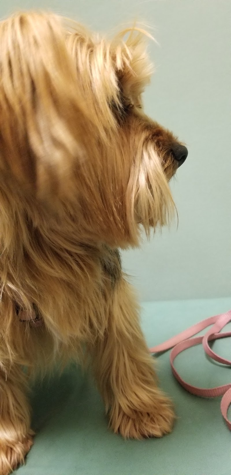 Evergreen Veterinary Clinic