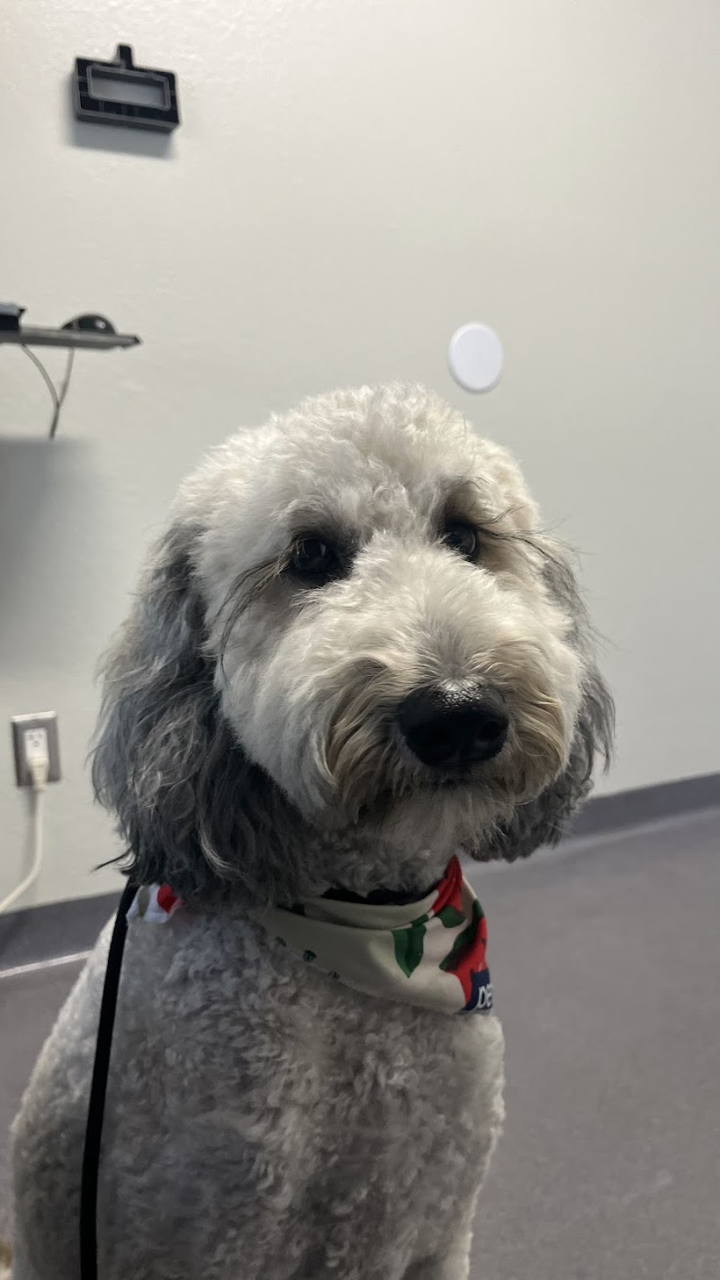 Kensington Veterinary Hospital