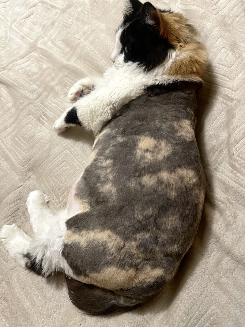Culebra Creek Veterinary Hospital & Resort