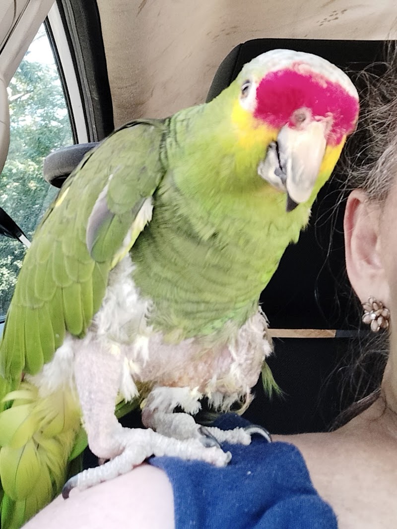 Avian and Exotic Veterinary Care