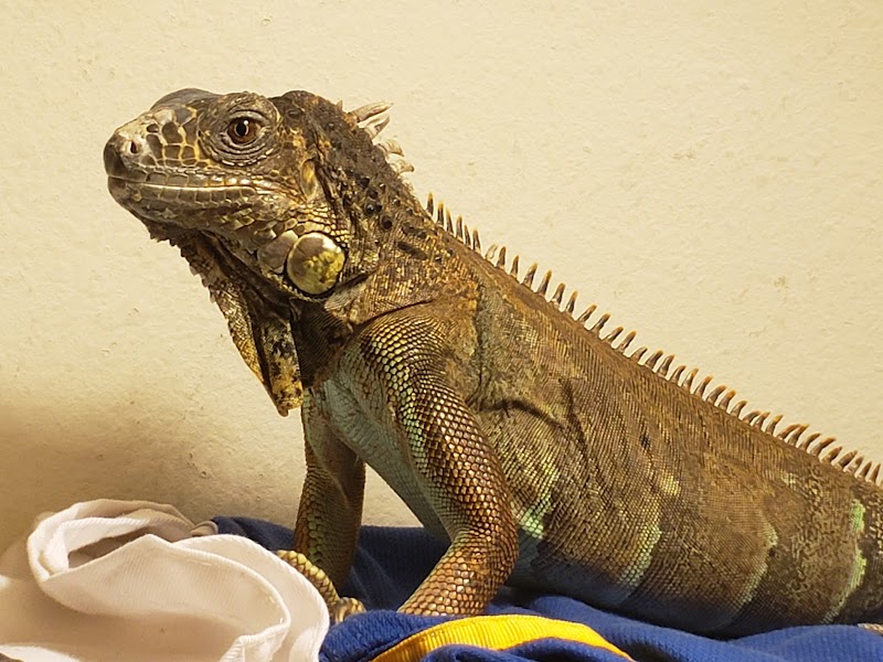 Avian and Exotic Veterinary Care