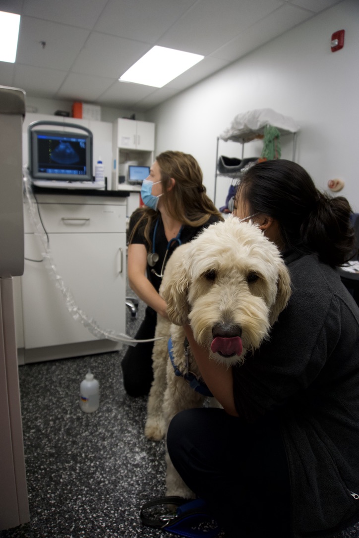 Art City Vets Wellness Center