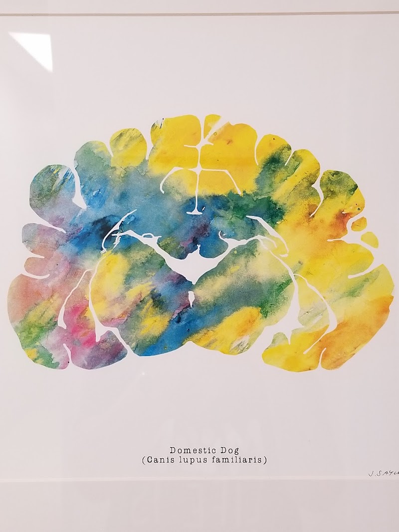 Levine Veterinary Neurology