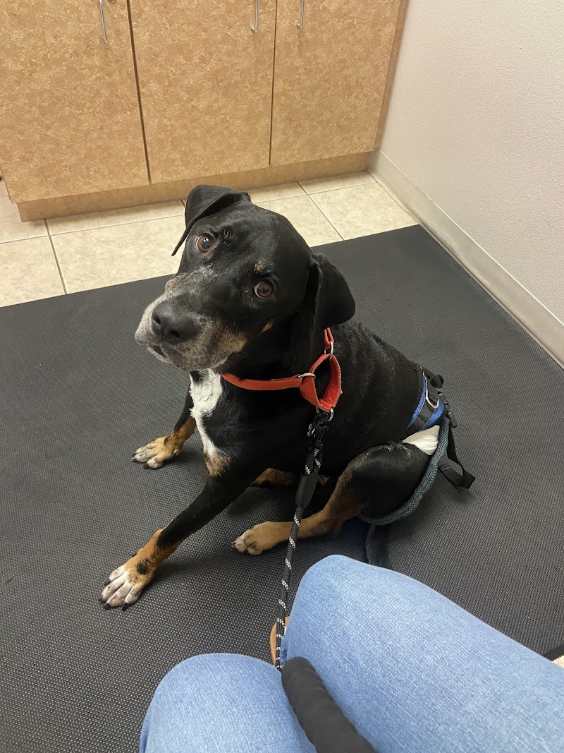 Levine Veterinary Neurology