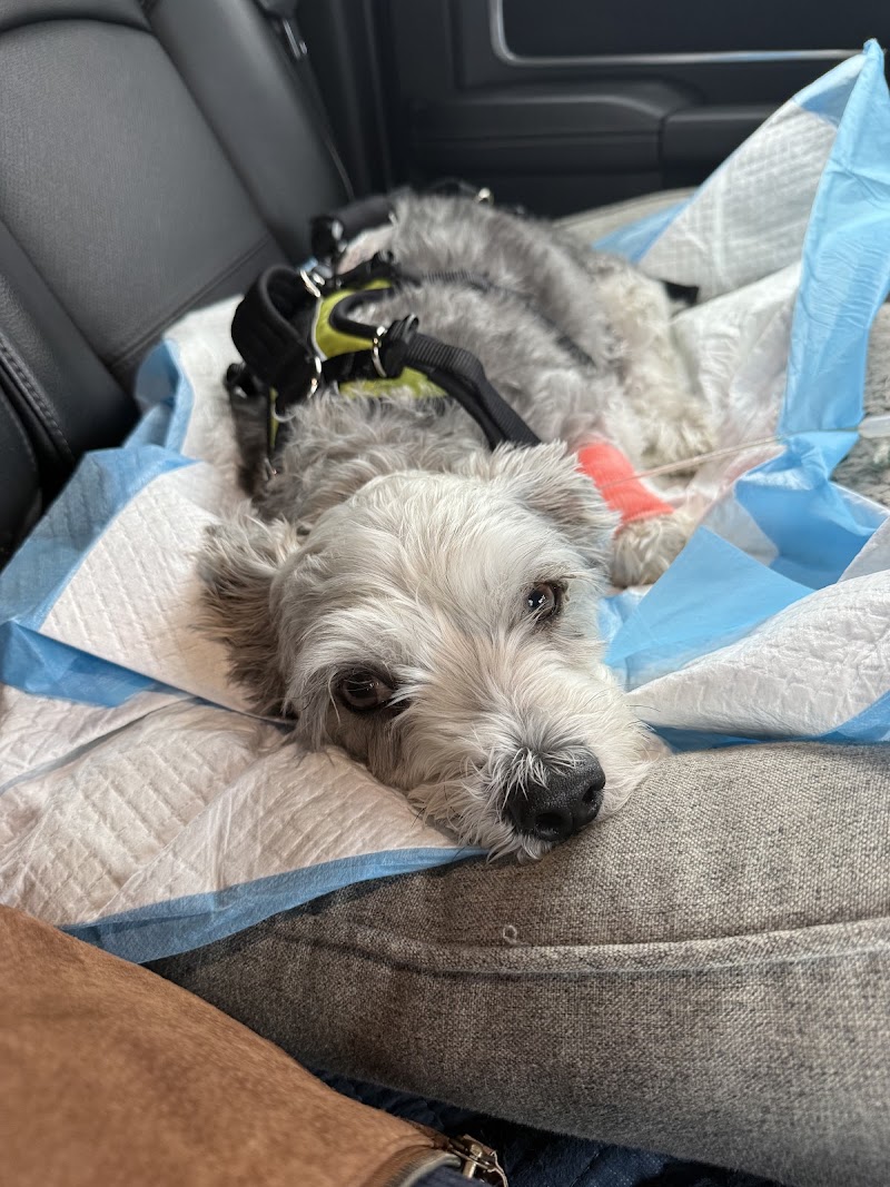 Levine Veterinary Neurology
