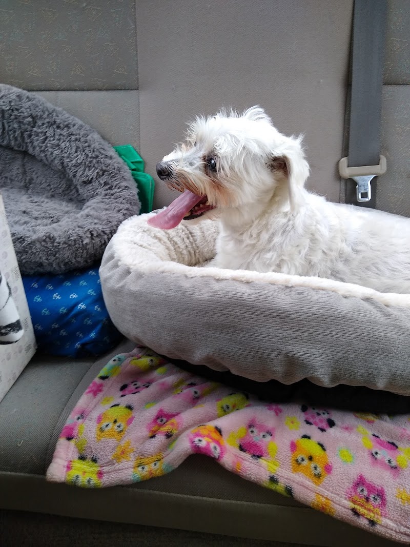 Levine Veterinary Neurology
