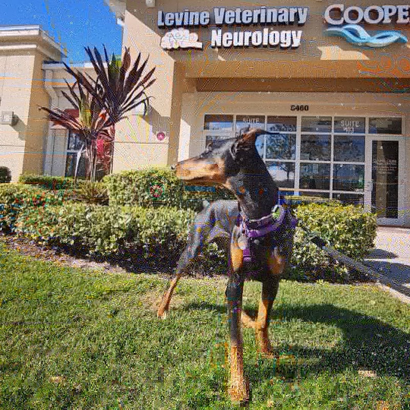Levine Veterinary Neurology