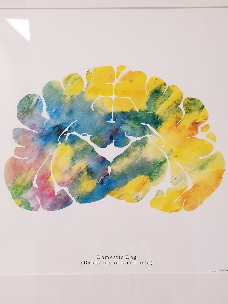 Levine Veterinary Neurology - Bradenton