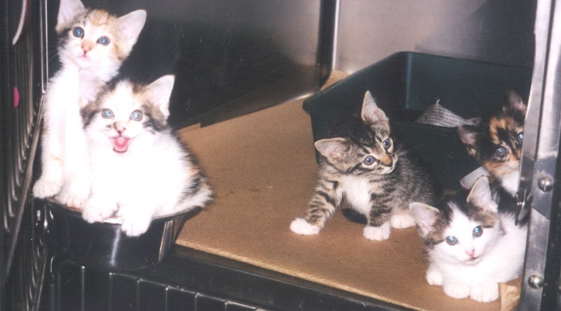 Bruce Lowenstein DVM- Veterinary House Calls