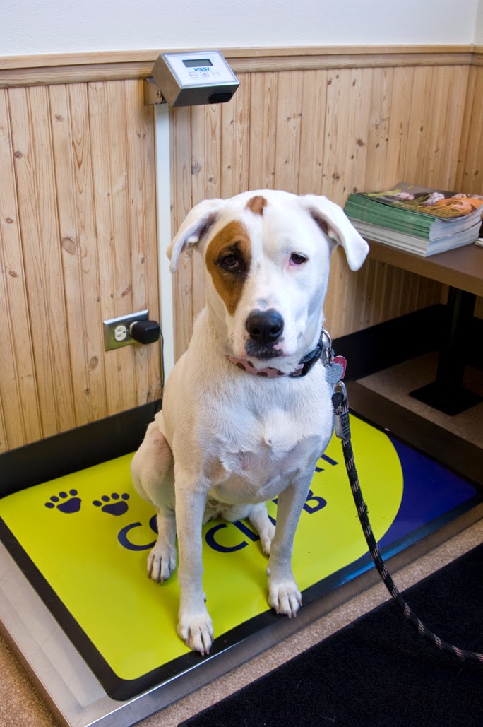Overland Animal Hospital