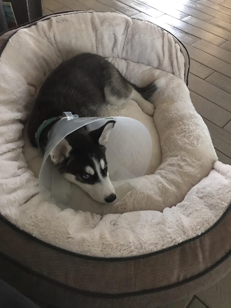 VCA Animal Referral and Emergency Center of Arizona