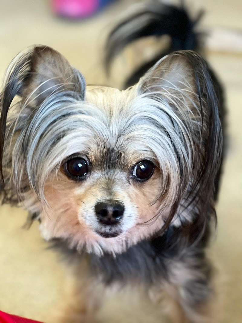 Merwin Memorial Free Clinic For Animals, Inc
