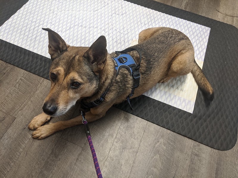 Clairmont Animal Hospital