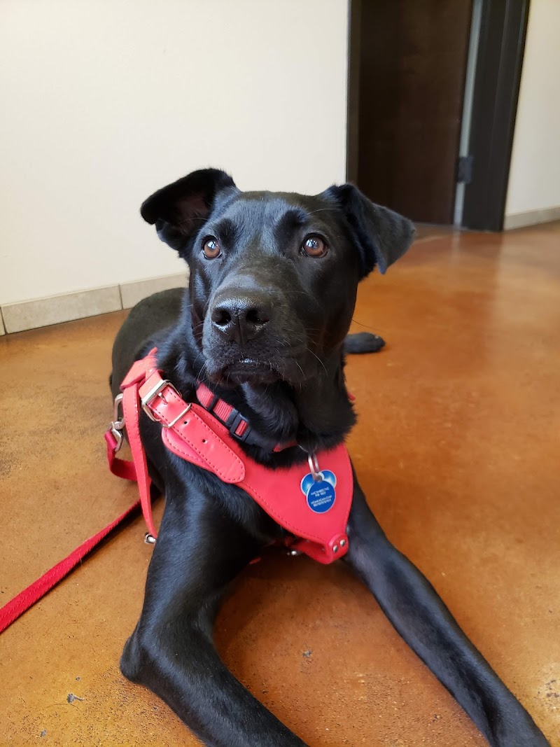 Capital Veterinary Clinic