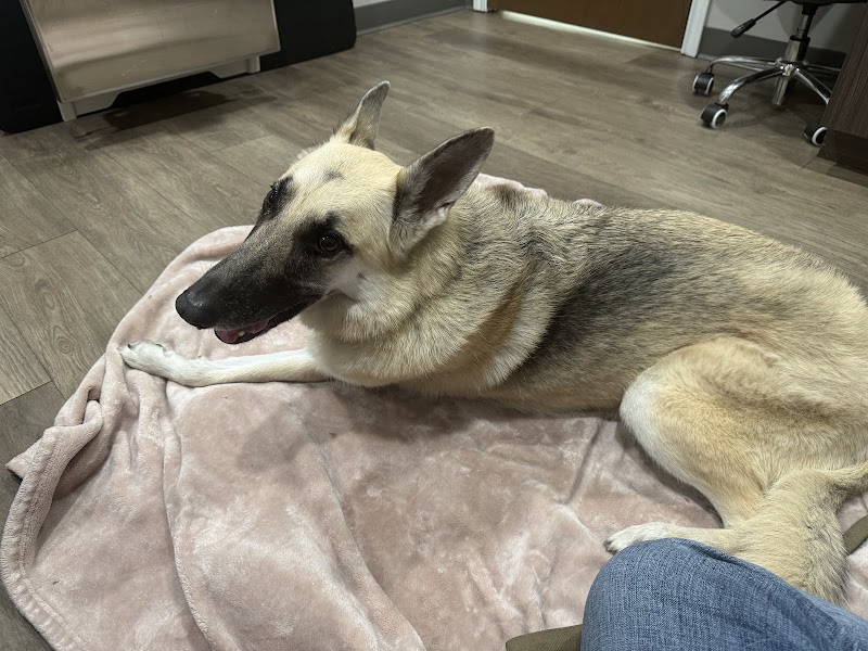 Four Paws at Fulshear Veterinary Clinic