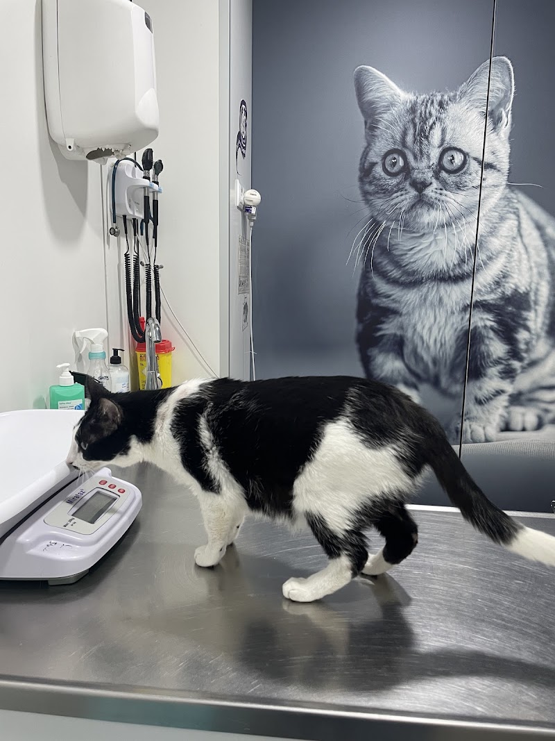 AniCura Vet's Avinguda Hospital Veterinari | Urgències 24h