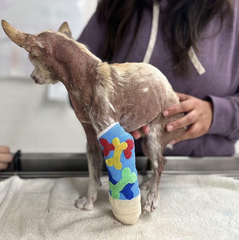 Rose Canyon Animal Hospital