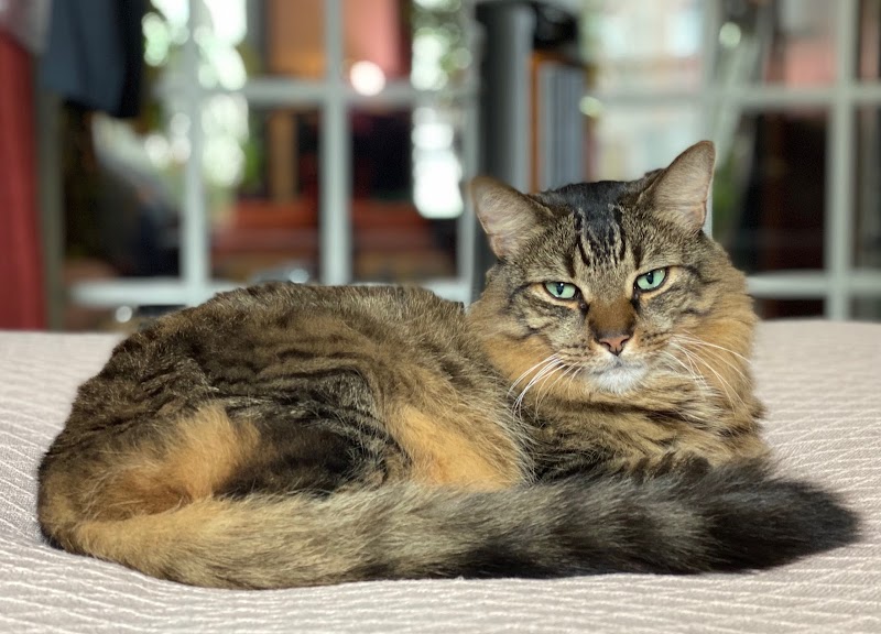 Veterinary Oncology Services - Queens
