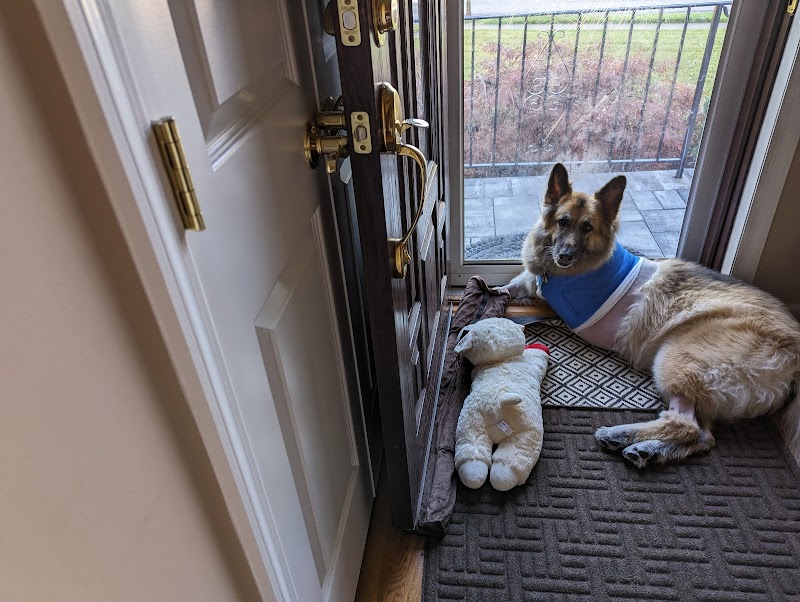Veterinary Oncology Services