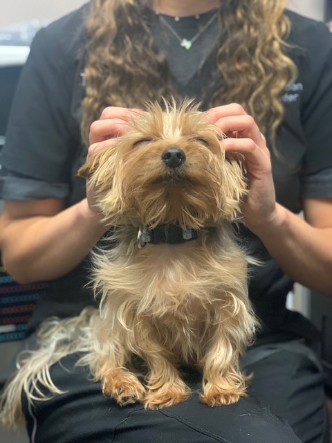 Austin Urban Veterinary Center