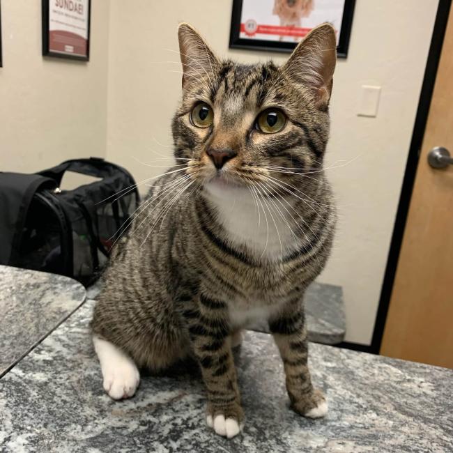 The Scottsdale Veterinary Clinic