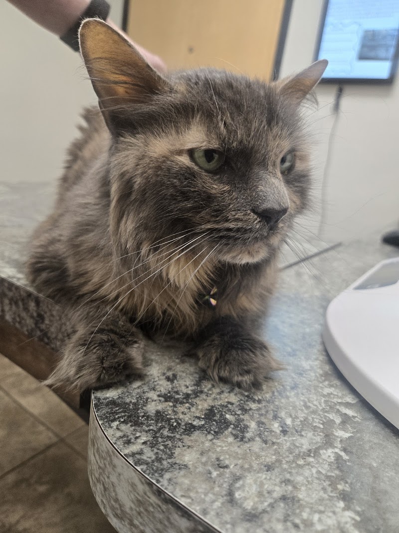The Scottsdale Veterinary Clinic