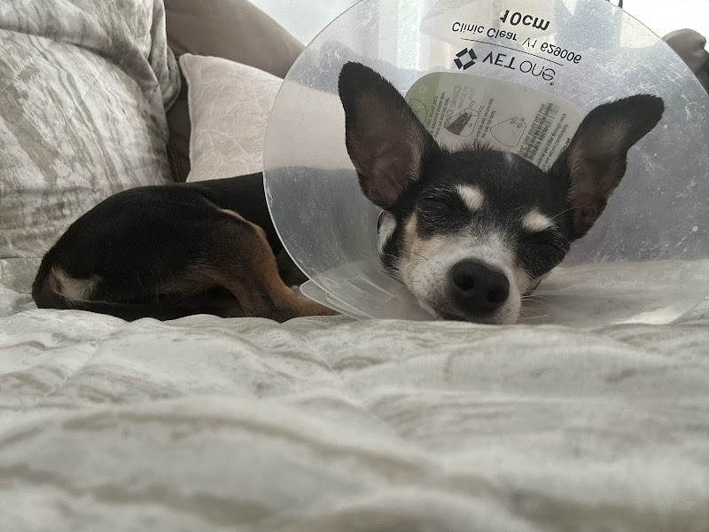 Shadow Hills Pet Clinic