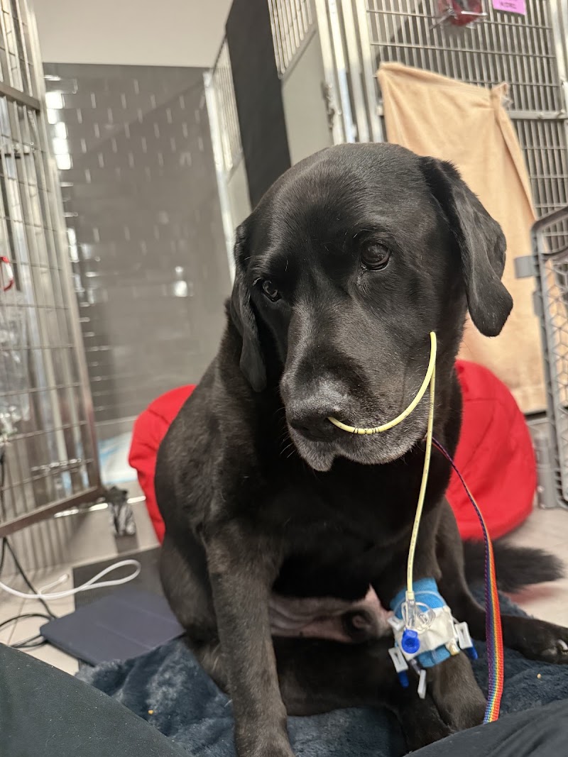 VEG ER for Pets - Peabody