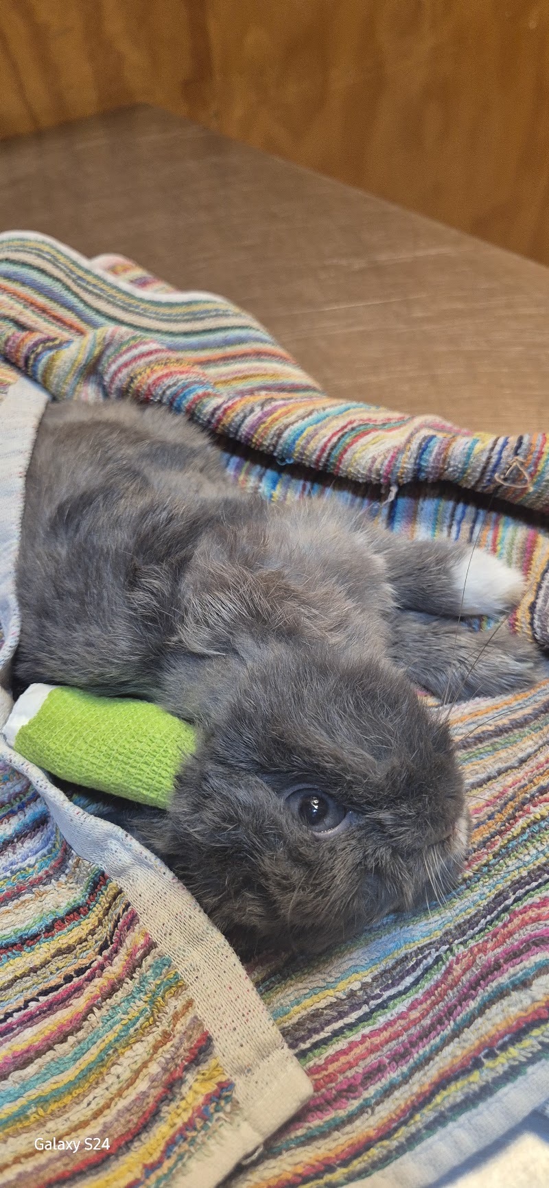 Clínica Veterinaria Els Altres
