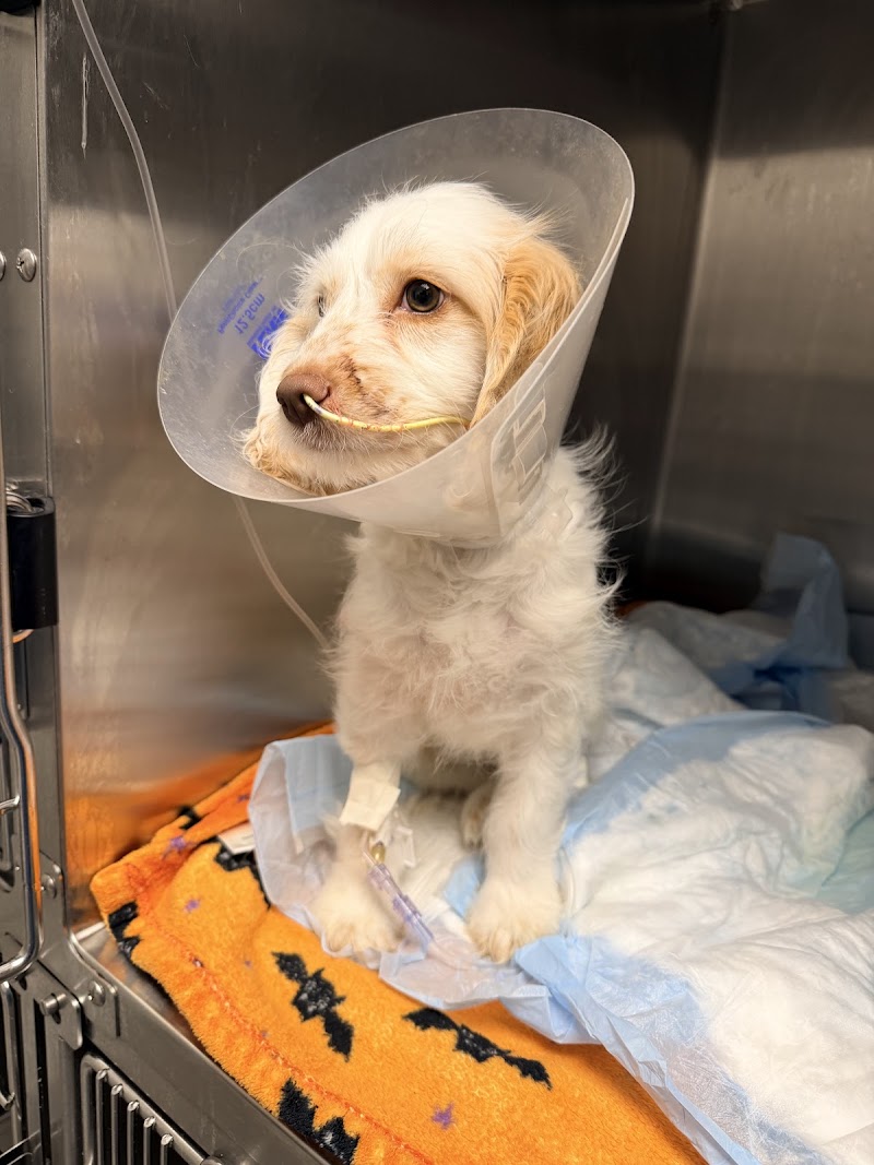 Old Growth Veterinary Emergency & Critical Care