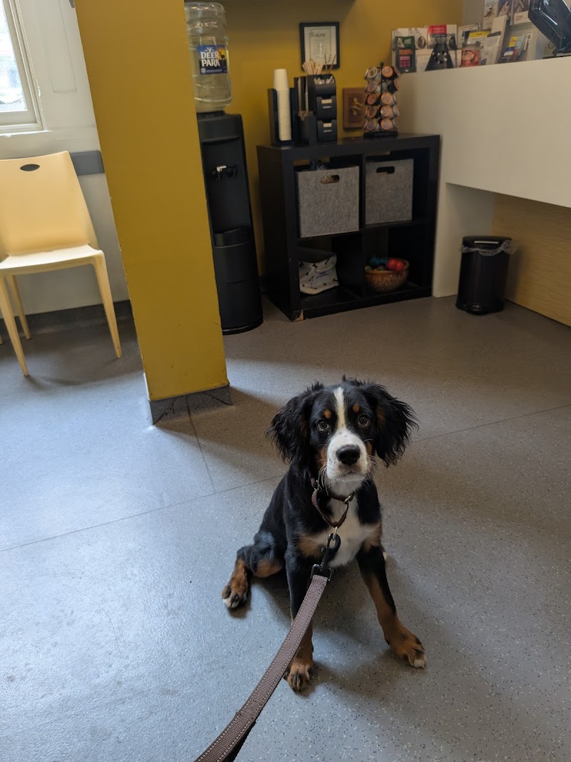 Center City Veterinary Hospital