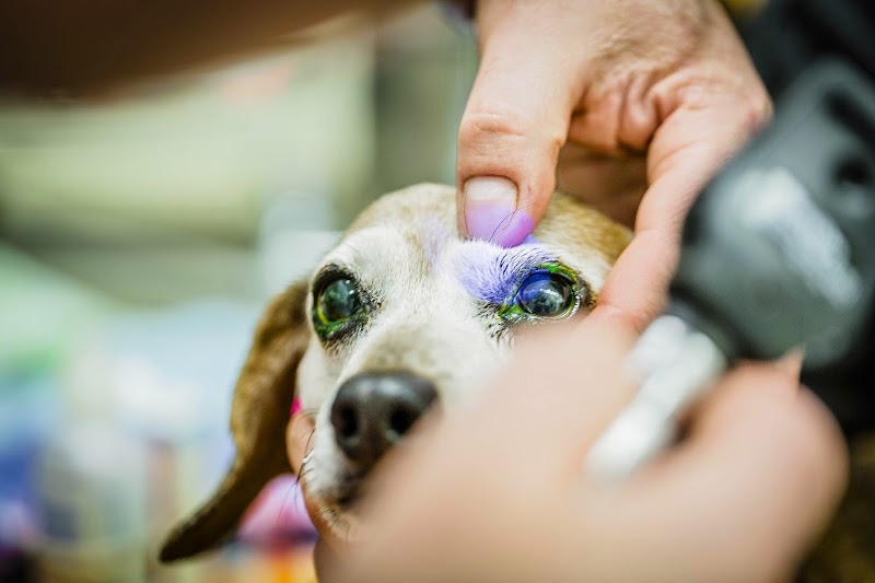 Center City Veterinary Hospital