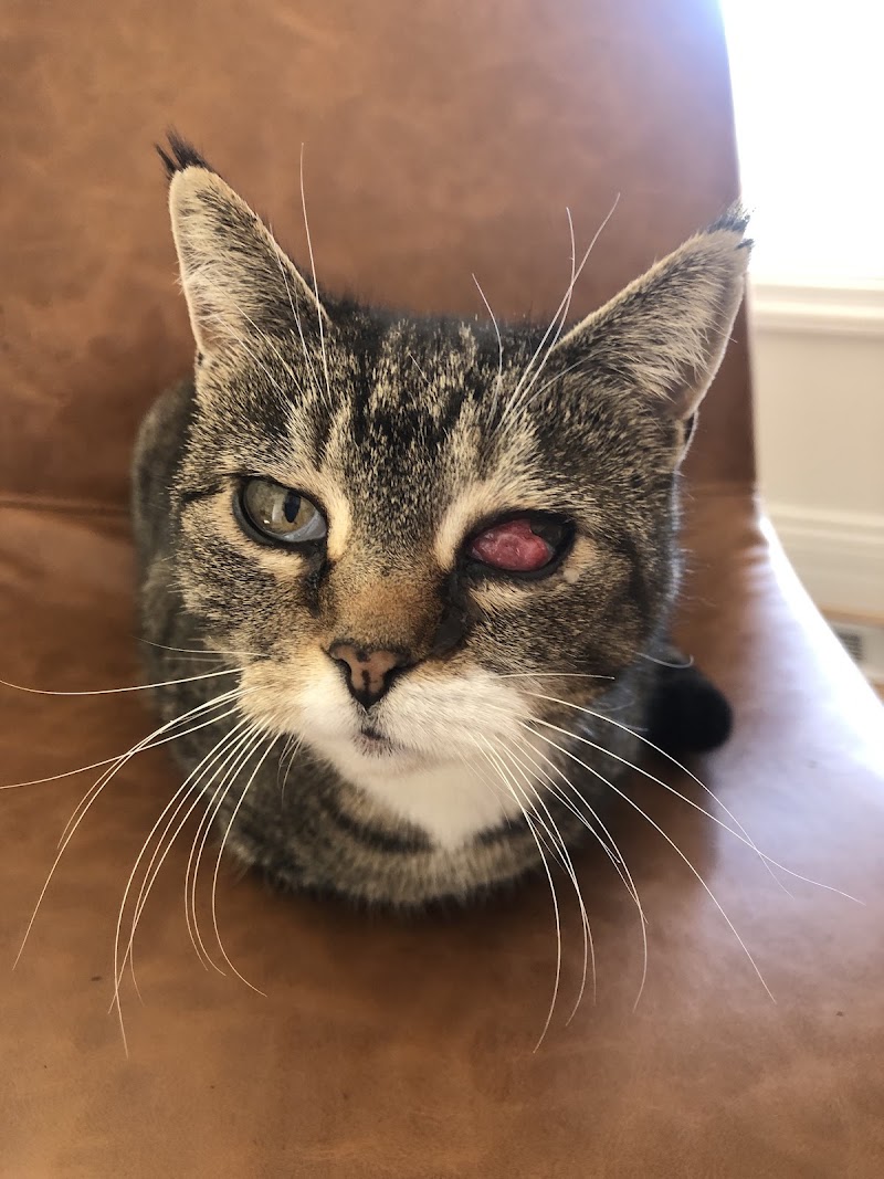 Animal Eye Center