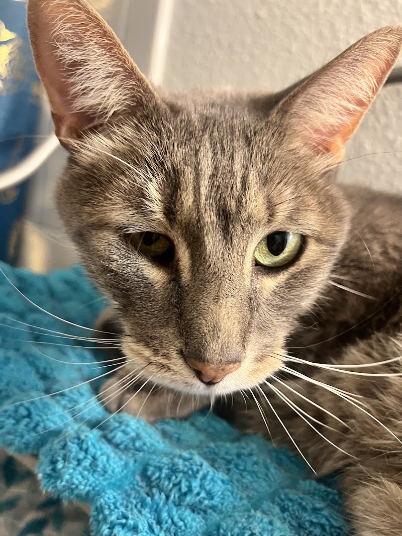 Animal Eye Center
