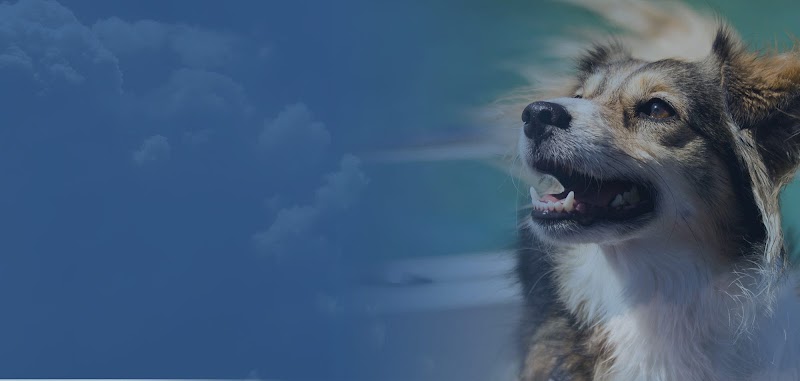 Animal Eye Center - Loveland