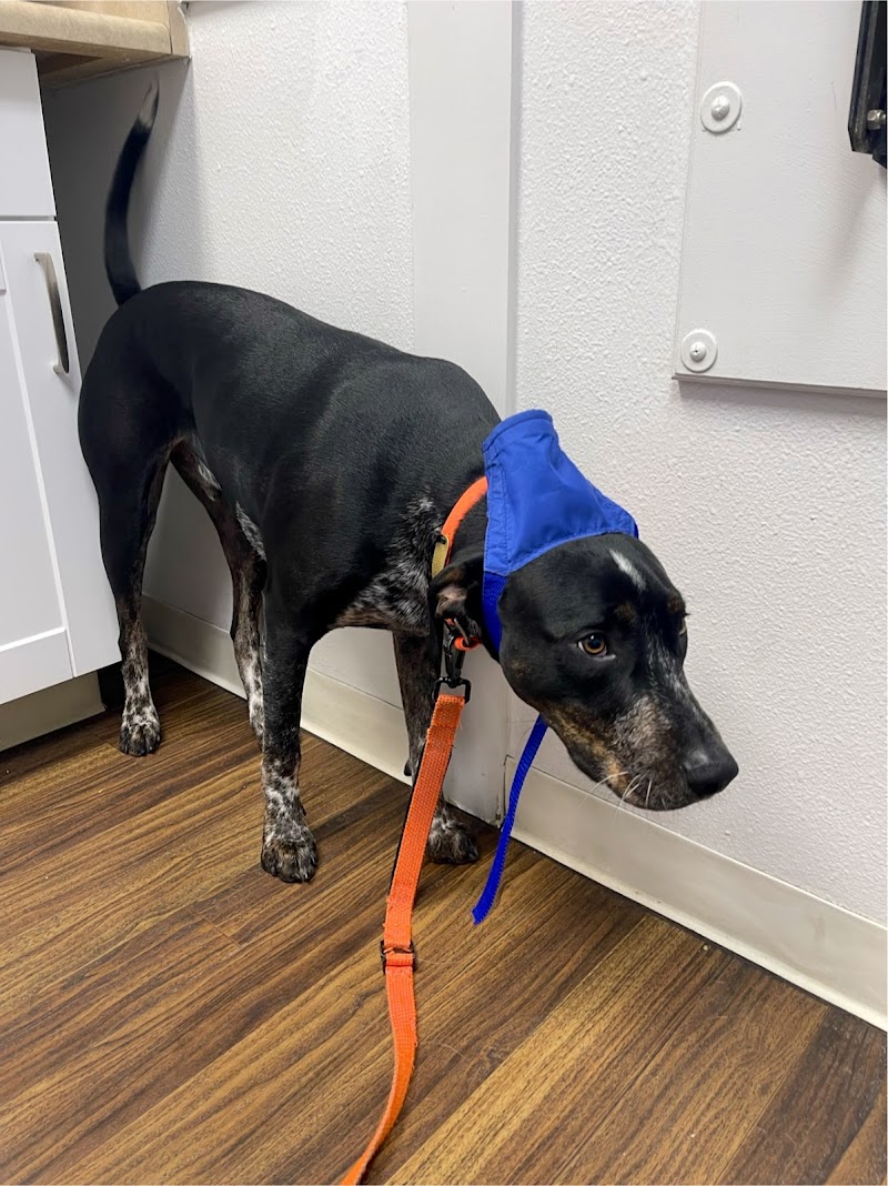 Downtown Animal Care Center
