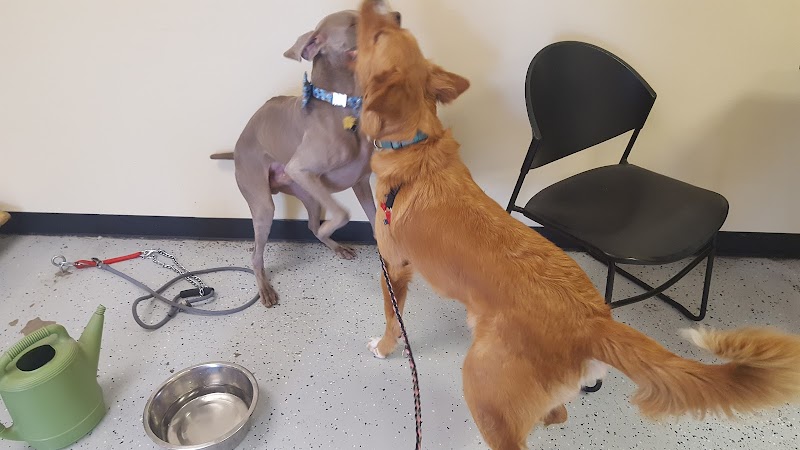 Downtown Animal Care Center