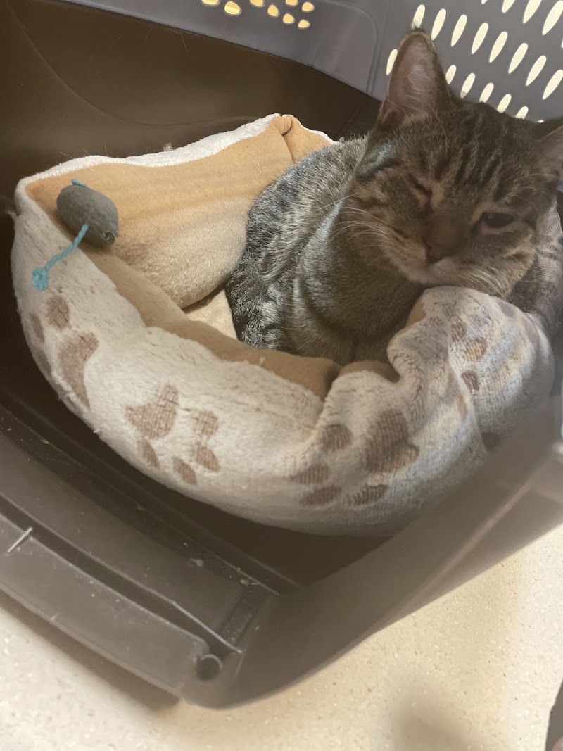 BluePearl Pet Hospital