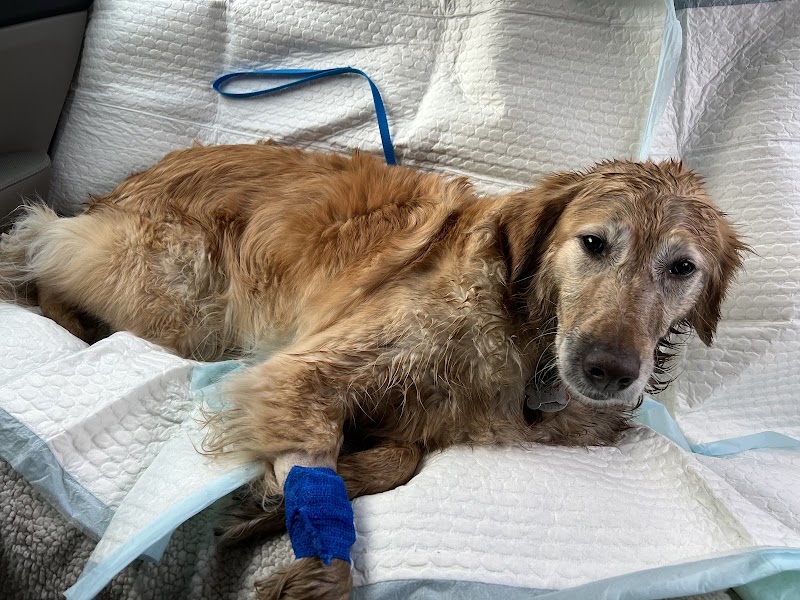 BluePearl Pet Hospital
