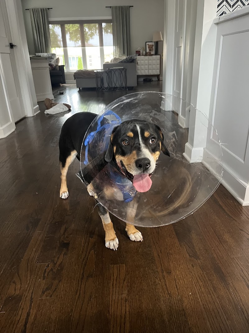 BluePearl Pet Hospital
