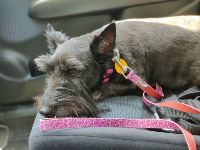 Northwest Animal Hospital