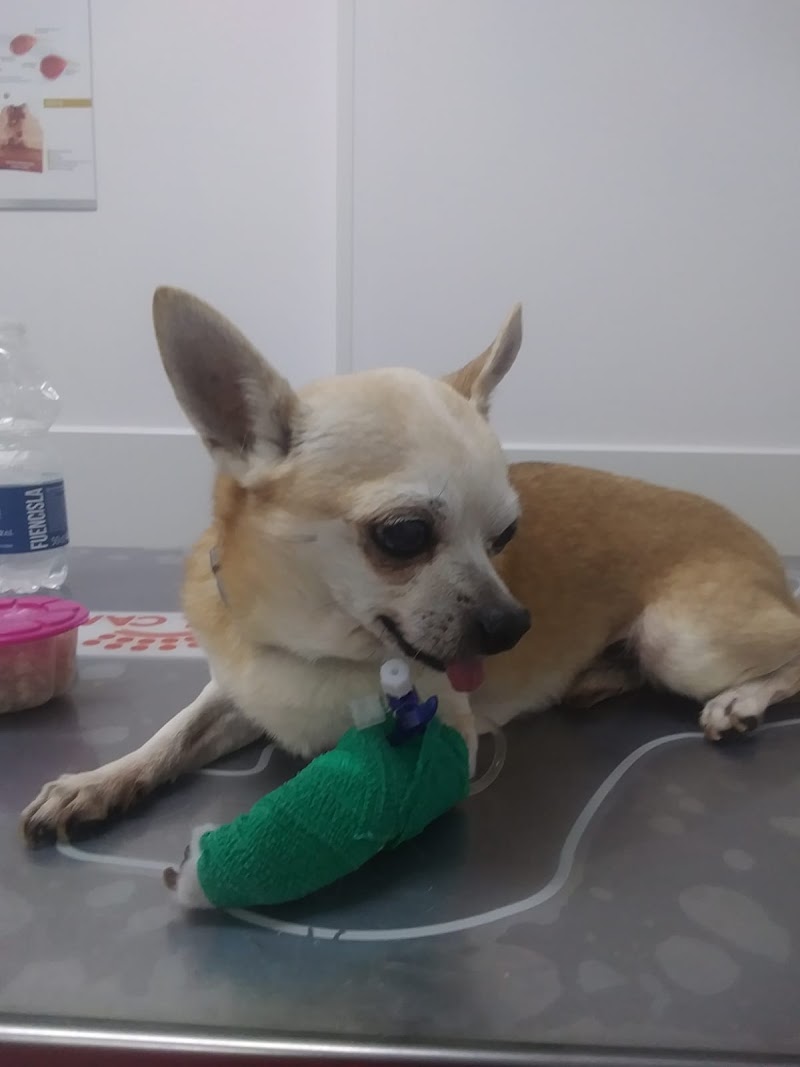 Hospital Veterinari Balmes